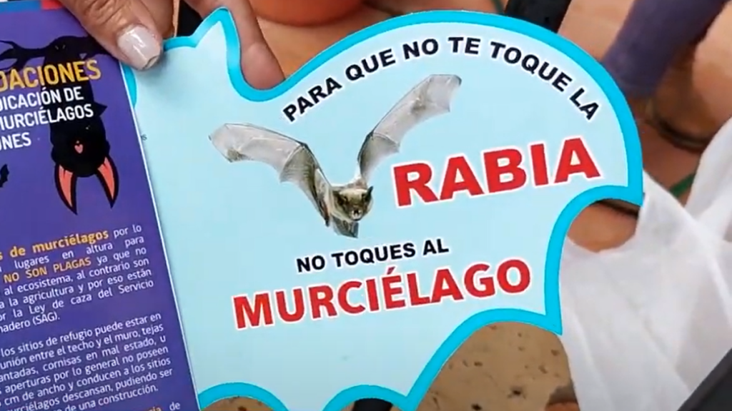 Seremi de Salud de O’Higgins confirma hallazgo de murciélago con rabia en Machalí