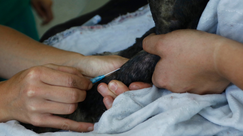 Colmevet cuestiona encuesta del Sernac sobre veterinarias: “Desorienta, confunde y eclipsa”