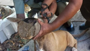 Carabineros rescató a perrito que tenía su cabeza atrapada en un tarro