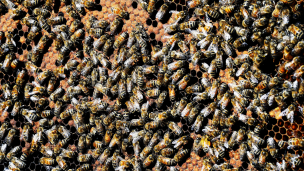 Más de 30 personas debieron ser hospitalizadas tras un ataque de abejas en Uruguay