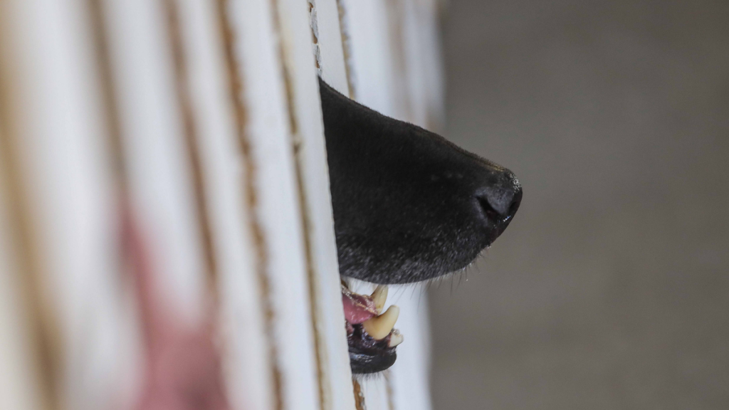 Denuncian horrible caso de maltrato animal en Lo Prado: Municipio presentó una querella criminal