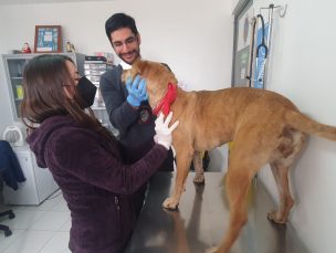 PDI investiga nuevo caso de maltrato animal en Antofagasta: Sujeto golpeó brutalmente a un perro