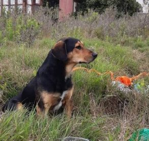 Conmovedor: Perro espera a su dueño que falleció en La Serena