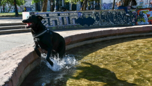 ¿Cómo proteger a tu mascota de las altas temperaturas y la radiación solar?