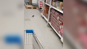 Captan a ratón al interior de supermercado en Antofagasta: Iba corriendo por los pasillos