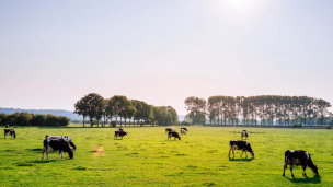 Para pequeños y medianos agricultores: Lo que debes saber para acceder al seguro agropecuario con subsidio estatal