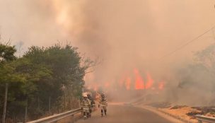 Declaran Alerta Roja para Viña del Mar por incendio forestal en Jardín Botánico