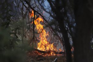 Onemi informó cinco Alertas Rojas por incendios forestales en comunas de la Región de Valparaíso y Metropolitana