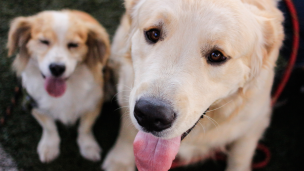 Combate los nocivos efectos que provocan los golpes de calor en tu mascota