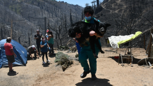 Incendio en Viña del Mar: Colmevet inicia campaña de donación de recursos para los animales afectados