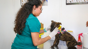 Inauguran box de atención primaria veterinaria en el Parque Abel Bouchon de San Fernando