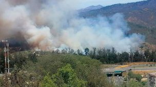 Incendio afecta a Jardín Botánico de Viña del Mar