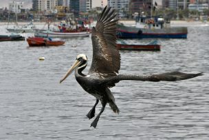 Autoridades informan más de mil aves muertes por Gripe Aviar y hay casos en cuatro regiones