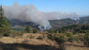 Por incendio forestal: Onemi declara alerta roja para las comunas de Pumanque, Paredones y Pichilemu