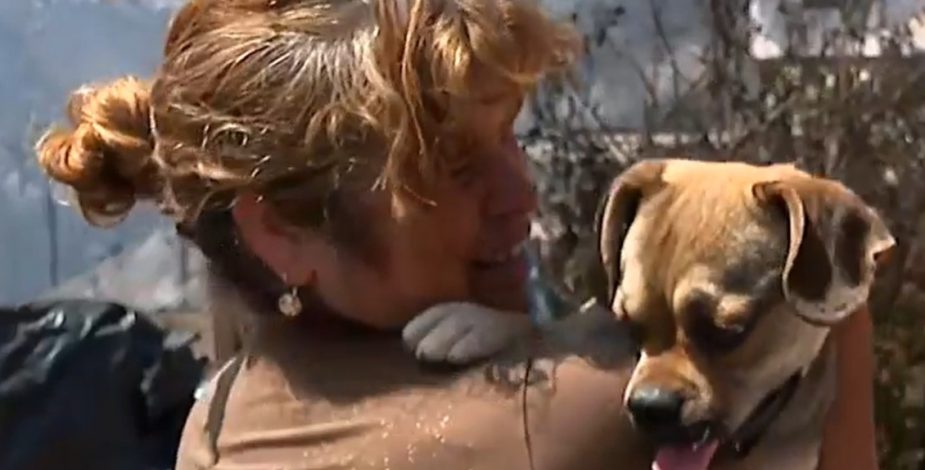 “Está bien”: Familia se reencontró con su perro perdido en incendio de Viña del Mar