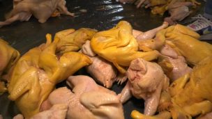Decomisan pollos pintados de amarillo para que se vieran mejor en Recoleta