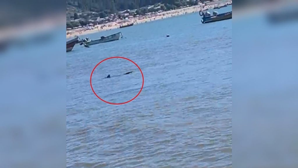 Captan a tiburón en la Playa de Dichato