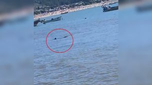 Captan a tiburón en la Playa de Dichato