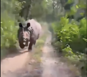 Turistas fueron perseguidos por un rinoceronte en parque de la India