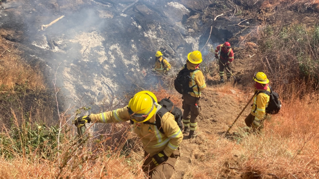 Senapred entrega balance por incendios forestales en Viña del Mar, Concón, Quilpué y Villa Alemana