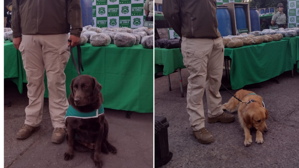 Los canes antidrogas, Elvis y Hulk, detectaron una “encomienda” con marihuana a bordo de un camión de carga