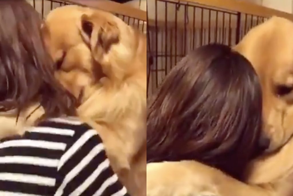 VIDEO | “No estoy llorando”: Perrito fue adoptado y tuvo una conmovedora reacción