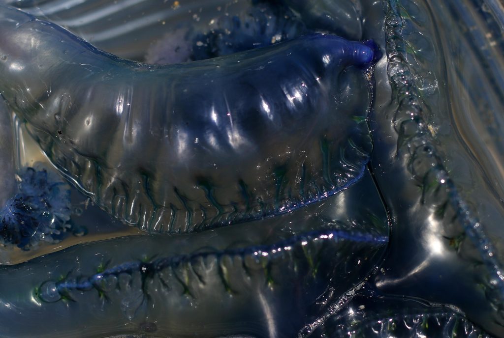 Decretan cierre preventivo de playas en la Provincia de San Antonio por fragata portuguesa