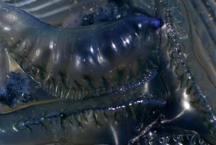 Decretan cierre preventivo de playas en la Provincia de San Antonio por fragata portuguesa