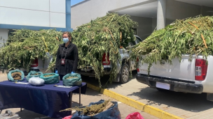 PDI incauta 23 mil plantas de marihuana en Los Vilos: Hay tres detenidos