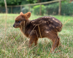 Imágenes sensibles: Desconocidos matan y mutilan a pudú en Chiloé