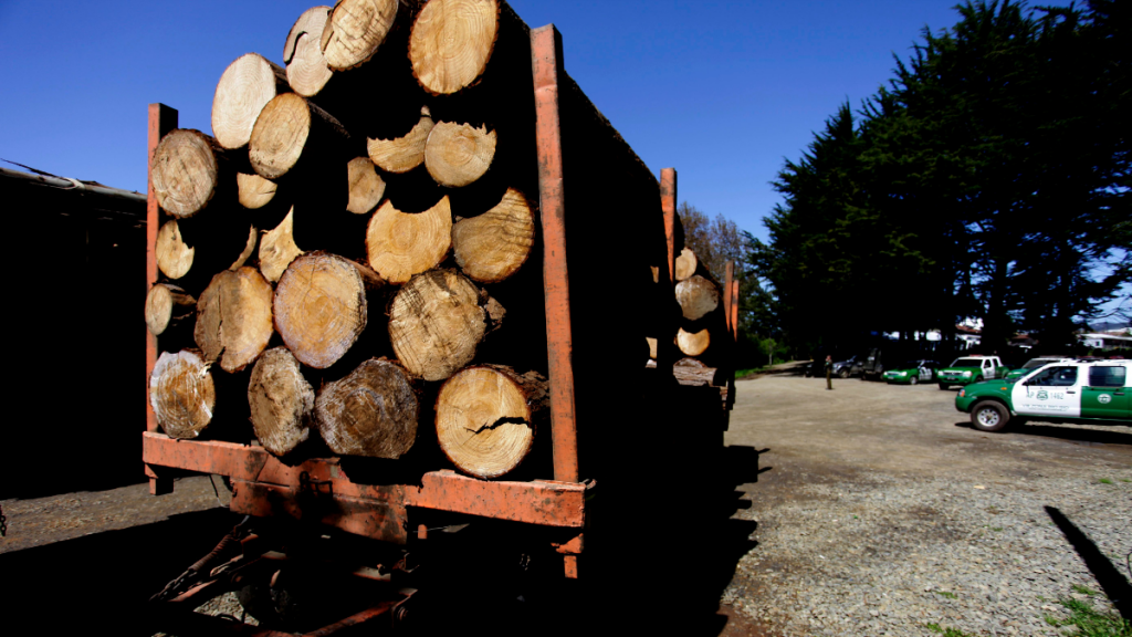 “Operación Radiata”: 39 imputados quedan en prisión preventiva por robo de madera en el Maule
