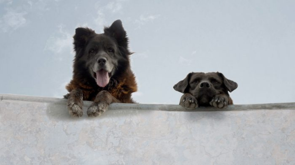 Cine “dog friendly”: Ñuñoa realizará dos funciones para los amantes de los perros