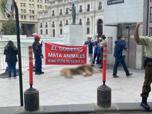 Leon muerto es dejado frente a La Moneda en protesta contra el SAG