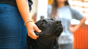 Municipio adopta a perro víctima de zoofilia en plena calle en Coquimbo