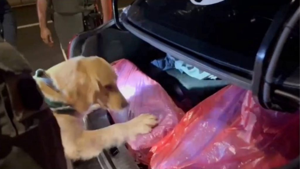 Perrita “Fucsia” detectó cargamento de droga avaluada en $600 millones en Antofagasta