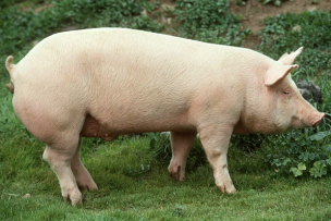 Cerdo mató a un carnicero en China: Animal despertó antes de ser faenado