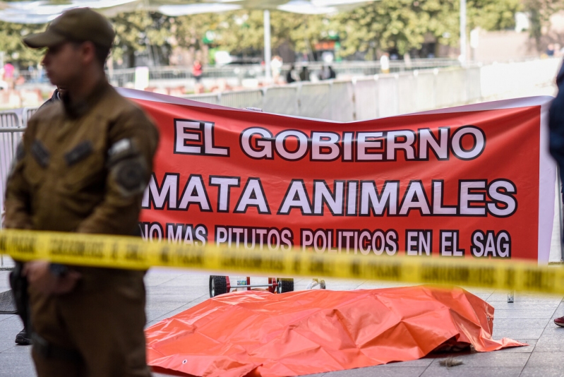 SAG y protesta por león muerto: “El zoológico está en un proceso sancionatorio por graves irregularidades”