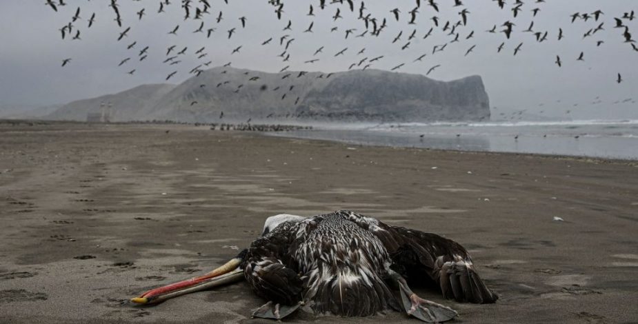 Confirman los primeros casos de influenza aviar en las regiones de O’Higgins y el Maule