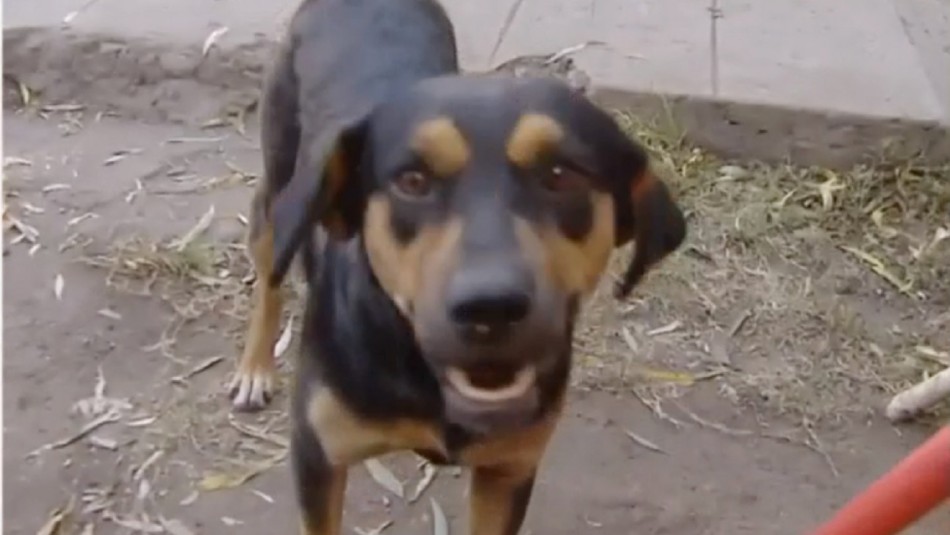 “No sé cómo hizo para entrar”: Perro salvó a su dueño y al gato de su casa en pleno incendio en Argentina