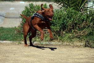 Conmovedor: Perro siguió a ambulancia que trasladaba a su dueño