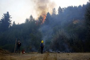 Incendio en Parque Nacional Nonguén: Alcaldes piden apoyo para combatir fuego