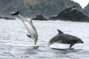 Delfines sorprenden a turistas en las playas de Viña del Mar