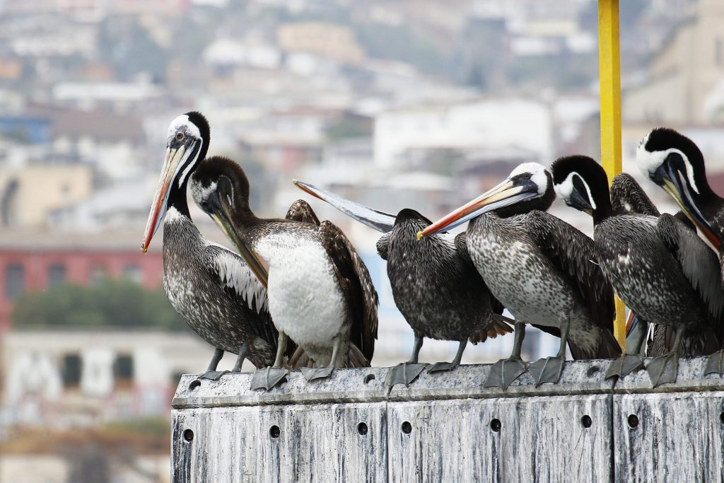 SAG Los Lagos confirma primer caso de influenza aviar en aves silvestres