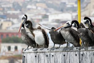 SAG Los Lagos confirma primer caso de influenza aviar en aves silvestres