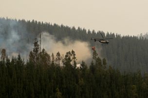 Quillón: Incendio forestal amenaza centro recreativo y zoológico