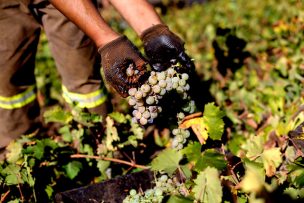 Fruticultores alertas por ola de calor extrema en zonas productivas