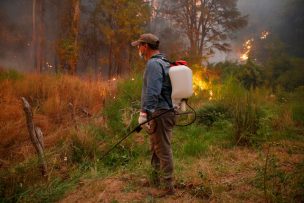 Senapred pide evacuar sectores de Ninhue por incendio forestal