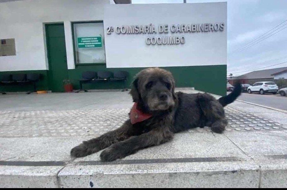 “¡No te olvidaremos!”: La triste despedida de “Bigote”, perrito que había sido adoptado por una comisaría de Coquimbo