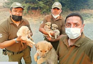 ¡Final feliz!: Cachorros rescatados en incendio de Quillón fueron adoptados