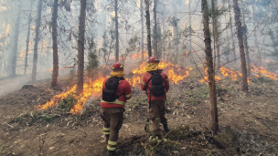 Actualización del estado de rutas por incendios forestales: Itata se encuentra cortada